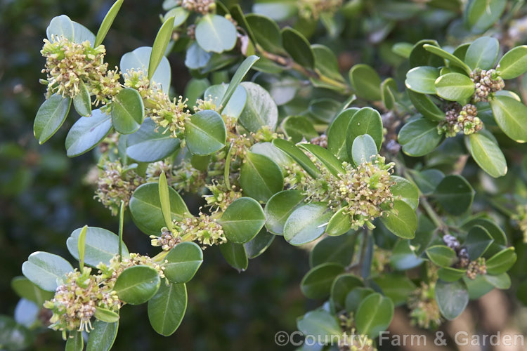 Chinese Boxwood (<i>Buxus microphylla var. sinica</i>), a winter- to early spring-flowering, evergreen shrub or small tree to 6m tall It occurs in China, Taiwan and Japan and its foliage is usually a lighter, brighter green than that of the Common Box (<i>Buxus sempervirens</i>).