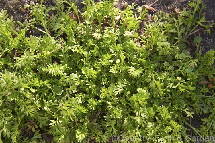 Soldiers'. Buttons or Common Cotula (<i>Cotula australis</i>), a low, spreading annual with tiny daisy like flowers. It occurs as a weed in cultivated ground, rock crevices and pots and flowers throughout the year in mild areas. It was probably originally native to Australia and New Zealand but is now widely naturalised. cotula-2827htm'>Cotula.