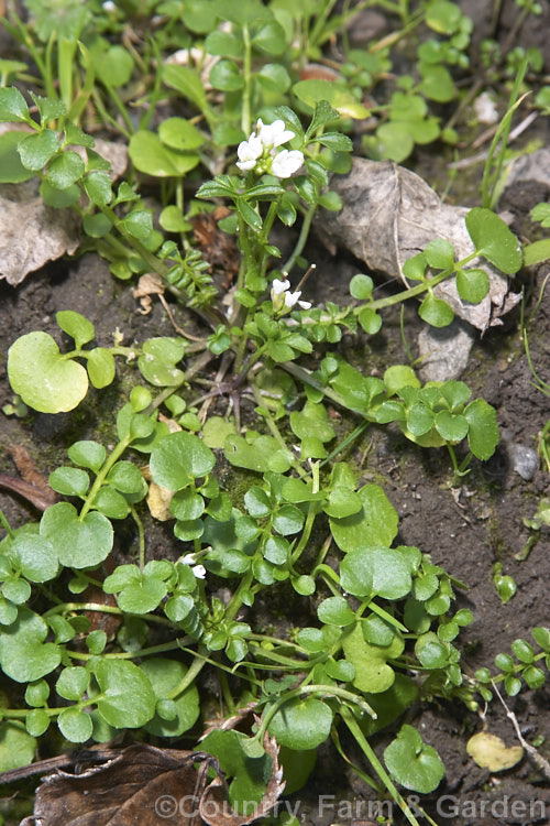 Bitter Cress (<i>Cardamine hirsuta</i>), a small annual weed that spreads prolifically via its explosively ejected seeds. Seldom a serious problem in gardens, it can be very difficult to eradicate in container-grown nursery stock. cardamine-2641htm'>Cardamine. .