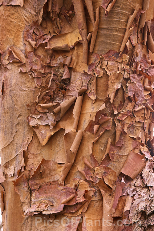 Paperbark Maple (<i>Acer griseum</i>), a 6-12m tall tree from central China, notable for its peeling red-brown bark. Its foliage does not colour reliably in autumn but usually develops splashes of purple-red. Order Sapindales, Family: Sapindaceae