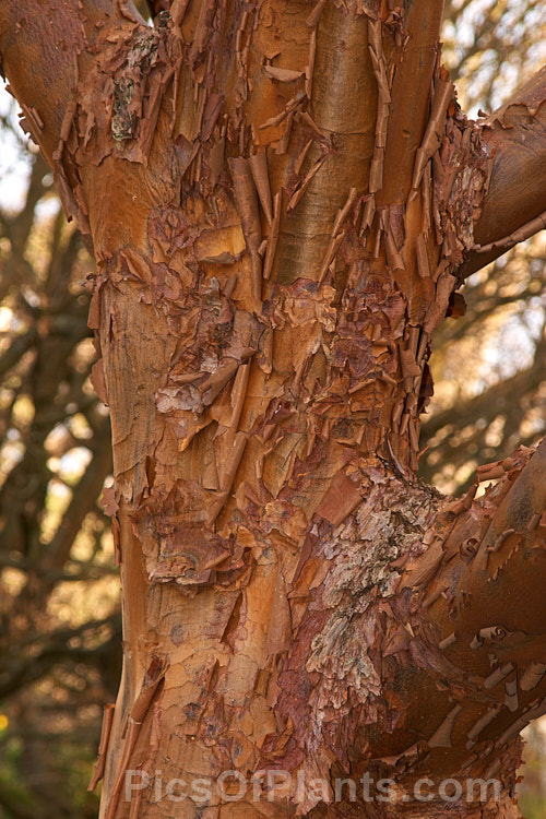 Paperbark Maple (<i>Acer griseum</i>), a 6-12m tall tree from central China, notable for its peeling red-brown bark. Its foliage does not colour reliably in autumn but usually develops splashes of purple-red. Order Sapindales, Family: Sapindaceae