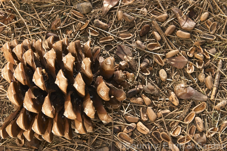 Fallen cone, needles and seeds of the Stone. Pine (<i>Pinus pinea</i>). This characteristically flat-topped tree from the Mediterranean region grows to 25 m high and is cultivated for the kernels of its seeds - pine nuts. Order: Pinales, Family: Pinaceae