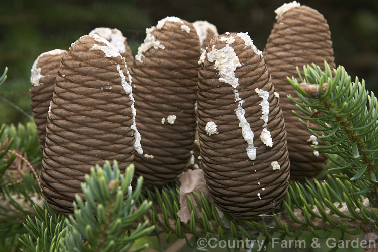 Faber's Fir (<i>Abies fabri</i>), an evergreen conifer up to 25m tall. Native to western China, this species is notable for its beautiful blue-black cones and purple winter buds. Order: Pinales, Family: Pinaceae