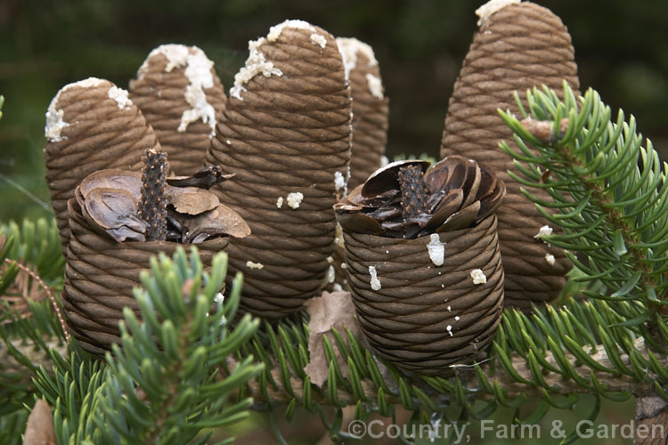 Faber's Fir (<i>Abies fabri</i>), an evergreen conifer up to 25m tall. Native to western China, this species is notable for its beautiful blue-black cones and purple winter buds. Order: Pinales, Family: Pinaceae