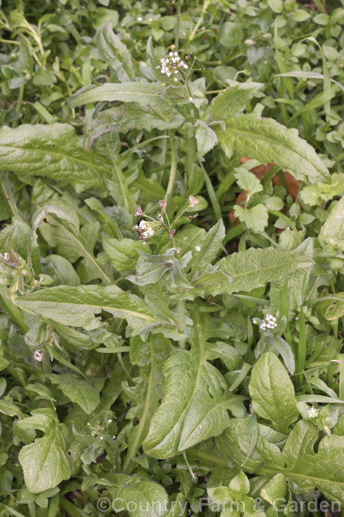 Shepherd's Purse (<i>Capsella bursa-pastoris</i>), a taproot-forming annual that is widely-occurring weed of cultivated land. The common name is derived from the shape of the seed capsule. Order: Brassicales, Family: Brassicaceae