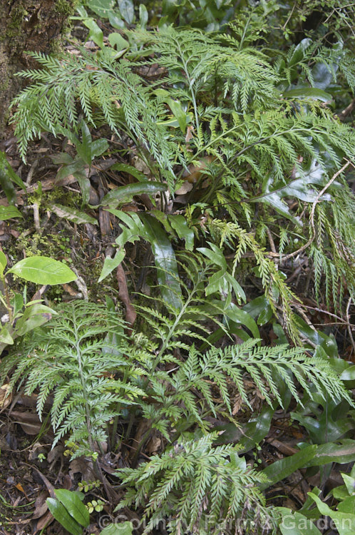 Hanging. Spleenwort or Raukatauri (<i>Asplenium flaccidum</i>), an evergreen fern found commonly throughout New Zealand and also in southeastern Australia, including Tasmania. It may terrestrial or epiphytic and its often leathery fronds can be up to 1m long, though 40cm is more typical. asplenium-2279htm'>Asplenium. <a href='aspleniaceae-plant-family-photoshtml'>Aspleniaceae</a>.