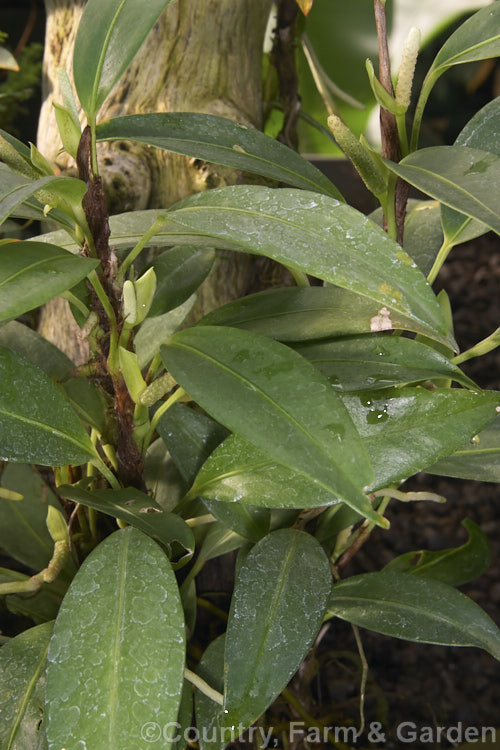 Anthurium scandens, a climbing or creeping perennial, often epiphytic, found from the Caribbean and Mexico to Guyana and Peru. Its flowers and spathes are small and not brightly coloured but its fruiting spikes are distinctive. anthurium-2027htm'>Anthurium.