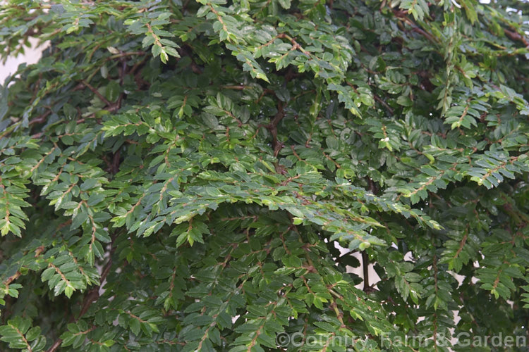 Fern. Begonia (<i>Begonia foliosa</i>), a shrubby evergreen perennial native to Colombia and Venezuela. It is usually cultivated in a hanging basket to show off it semi-pendulous fern-like fronds of leaves. Small white flowers appear and summer through autumn. Order: Cucurbitales, Family: Begoniaceae