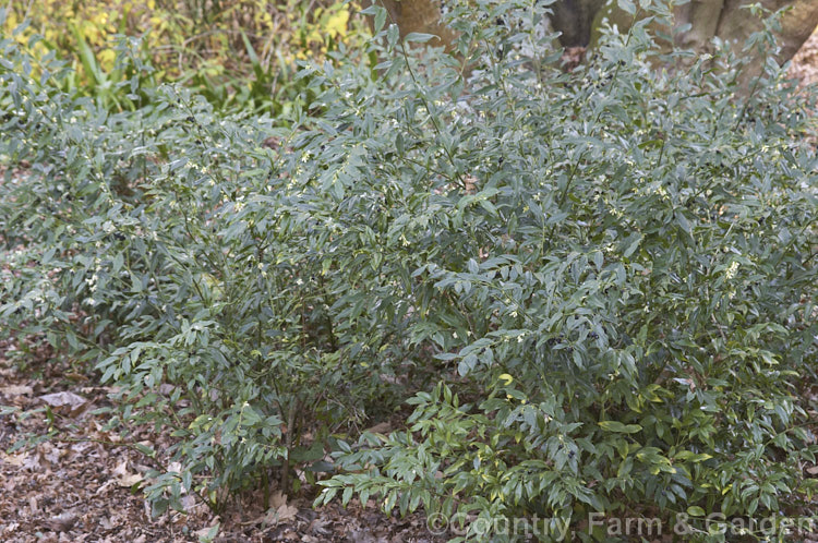 Sarcococca confusa (syn. Sarcococca humilis</i>), an evergreen shrub, the wild origins of which are obscure. Similar in foliage and flower to the more common. Sarcococca ruscifolia, it grows to as much as 2m tall and has abundant fruit that turns from red to deep glossy black as it matures. sarcococca-2486htm'>Sarcococca. <a href='buxaceae-plant-family-photoshtml'>Buxaceae</a>.