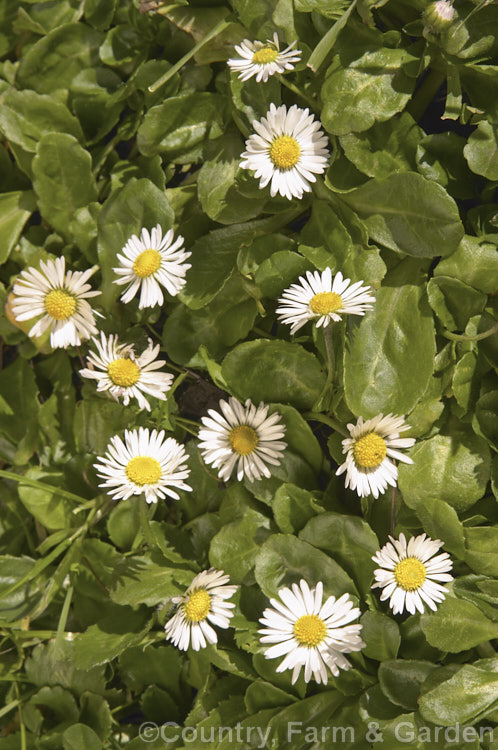 A large patch of Bellis. Daisy or Lawn. Daisy (<i>Bellis perennis</i>), this small Eurasian perennial is a common lawn and pasture weed, though its cultivated forms are popular bedding plants. bellis-2198htm'>Bellis.