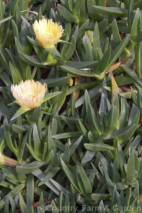 Hottentot. Fig (<i>Carpobrotus edulis</i>), a South African spreading ground-cover succulent that has naturalised in many areas, particularly near the coast, where it is sometimes planted to stabilise dunes. Its flowers are followed by edible watery fruit. carpobrotus-2650htm'>Carpobrotus. <a href='aizoaceae-plant-family-photoshtml'>Aizoaceae</a>.