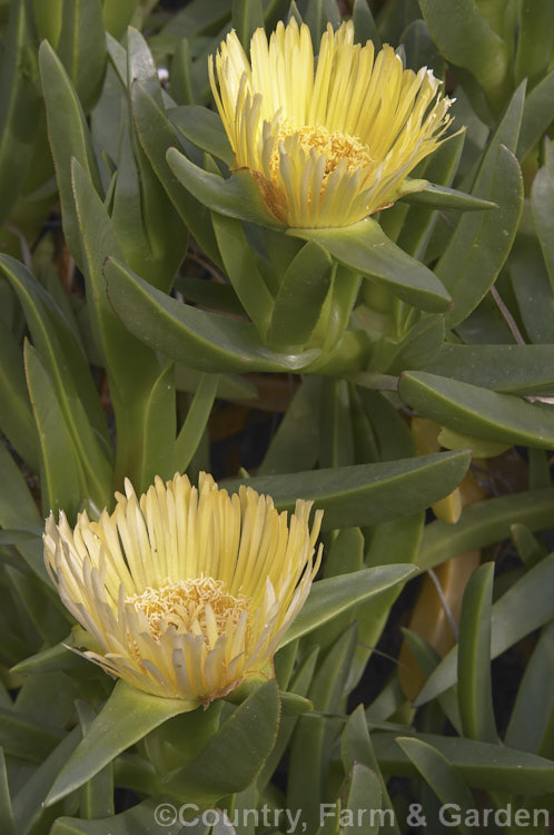 Hottentot. Fig (<i>Carpobrotus edulis</i>), a South African spreading ground-cover succulent that has naturalised in many areas, particularly near the coast, where it is sometimes planted to stabilise dunes. Its flowers are followed by edible watery fruit. carpobrotus-2650htm'>Carpobrotus. <a href='aizoaceae-plant-family-photoshtml'>Aizoaceae</a>.