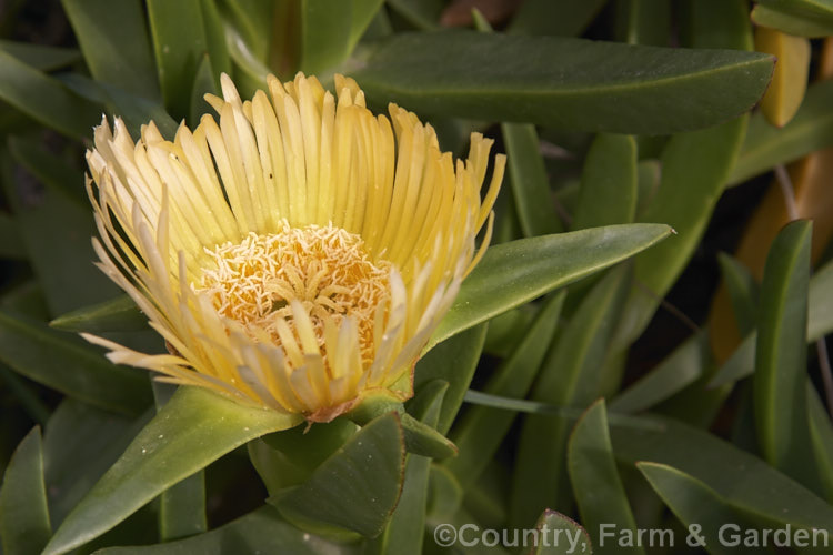 Hottentot. Fig (<i>Carpobrotus edulis</i>), a South African spreading ground-cover succulent that has naturalised in many areas, particularly near the coast, where it is sometimes planted to stabilise dunes. Its flowers are followed by edible watery fruit. carpobrotus-2650htm'>Carpobrotus. <a href='aizoaceae-plant-family-photoshtml'>Aizoaceae</a>.