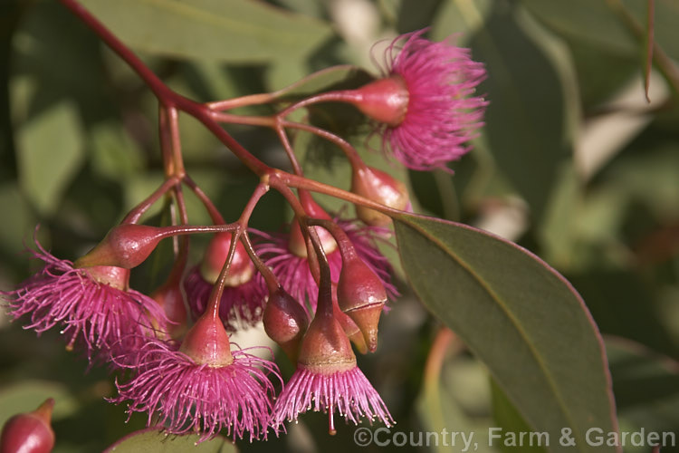 Pink-flowered Yellow Gum or White Ironbark (<i>Eucalyptus leucoxylon 'Rosea'). The flowers of this 16m tallAustralian evergreen tree may be white, pink, mauve or red and open from late autumn. The tree is very popular with apiarists as a winter nectar source. Order: Myrtales, Family: Myrtaceae