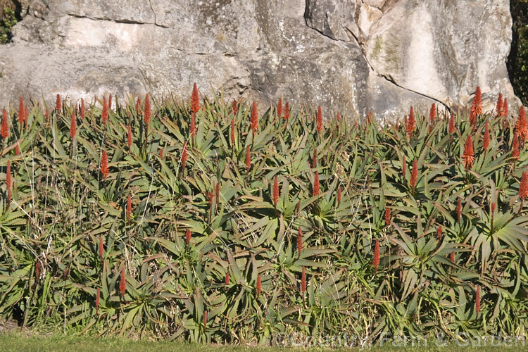 Aloe arborescens, despite its specific name, indicating a tree-like habit, this southern African succulent develops into a dense, branching mound up to 3m high. In winter and spring it produces many heads of showy orange-red flowers. Order: Asparagales, Family: Asphodelaceae