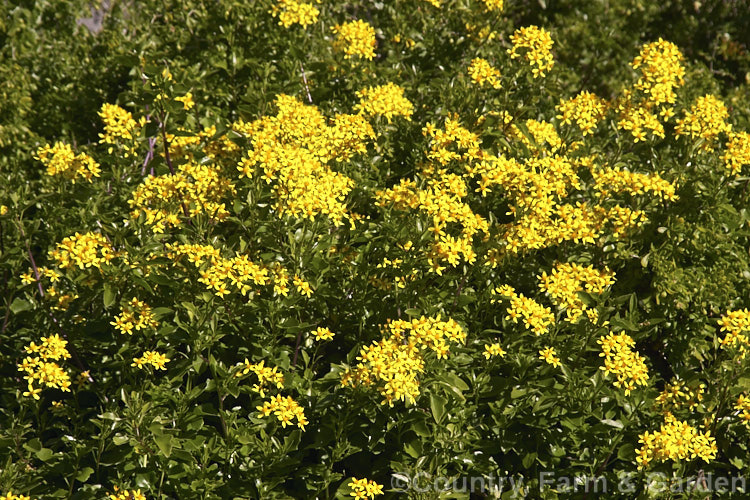 Senecio scandens, a scrambling, semi-climbing evergreen perennial or subshrub that can cover large areas and become an invasive weed. It is native to East Asia, has fleshy leaves, red-tinted stems and flowers mainly in winter. In general appearance it is very like German Ivy (<i>Delairea odorata [syn. Senecio mikanioides]), but its flowers have conspicuous ray florets, which those of German Ivy lack. senecio-3303htm'>Senecio.