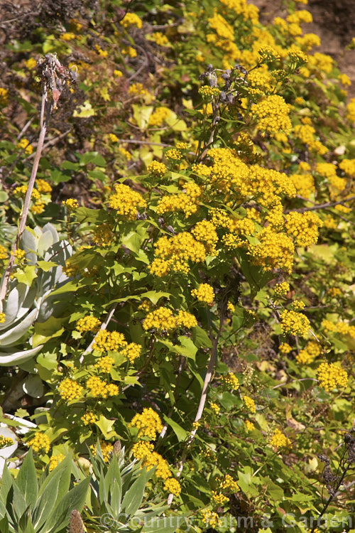 German Ivy (<i>Delairea odorata [syn. Senecio mikanioides]), a scrambling, climbing evergreen perennial or subshrub that can cover large areas and become an invasive weed. It is native to South Africa, has fleshy leaves, red-tinted stems and flowers mainly in winter. In general appearance it is very like Senecio scandens but its flowers have no ray florets and its leaves and stems are not as succulent as those of Senecio scandens. delairea-2857htm'>Delairea.