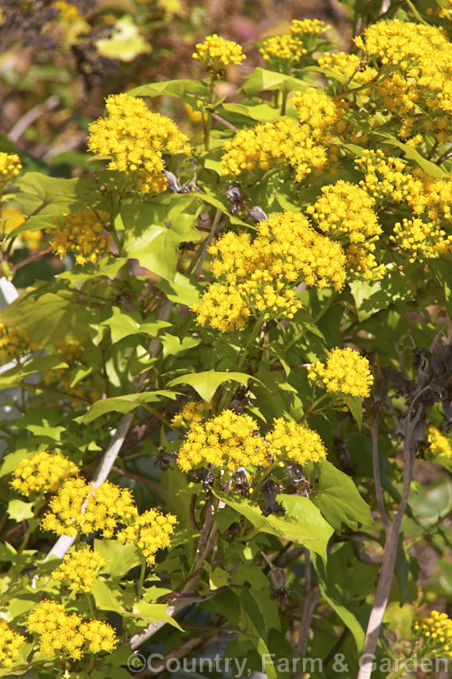 German Ivy (<i>Delairea odorata [syn. Senecio mikanioides]), a scrambling, climbing evergreen perennial or subshrub that can cover large areas and become an invasive weed. It is native to South Africa, has fleshy leaves, red-tinted stems and flowers mainly in winter. In general appearance it is very like Senecio scandens but its flowers have no ray florets and its leaves and stems are not as succulent as those of Senecio scandens. delairea-2857htm'>Delairea.