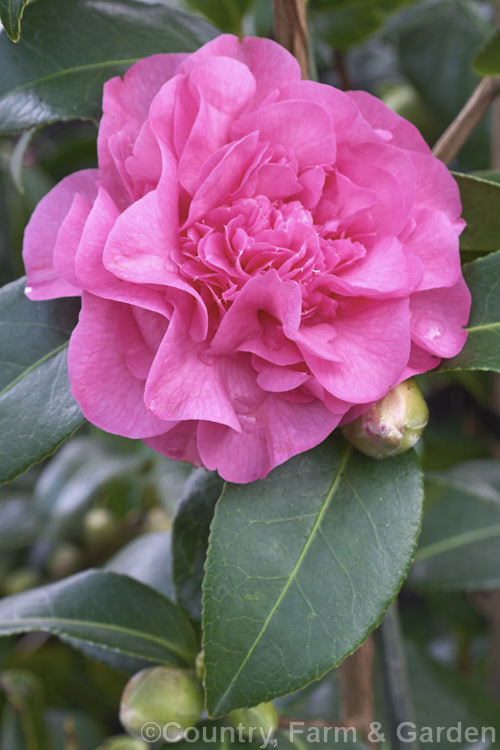 <i>Camellia</i> 'Debbie' (<i>Camellia saluensis</i> x 'Debutante'), a winter- to spring-flowering hybrid raised by Jury of New Zealand in 1965. Order: Ericales, Family: Theaceae