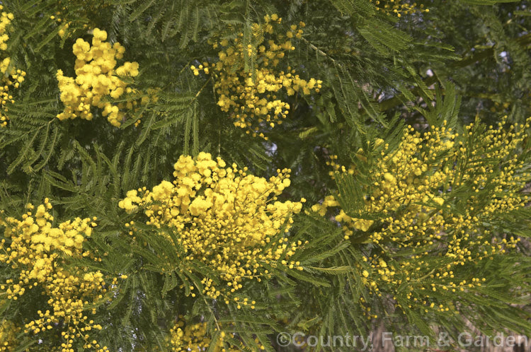 Green Wattle or Black Wattle (<i>Acacia decurrens</i>), a winter- to spring-flowering evergreen tree native to New South Wales, Australia. Notable for its deep green bipinnate leaves and bright yellow flowers, it is of the hardier. Acacia species. Order: Fabales, Family: Fabaceae