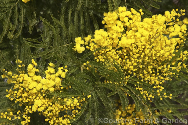 Green Wattle or Black Wattle (<i>Acacia decurrens</i>), a winter- to spring-flowering evergreen tree native to New South Wales, Australia. Notable for its deep green bipinnate leaves and bright yellow flowers, it is of the hardier. Acacia species. Order: Fabales, Family: Fabaceae