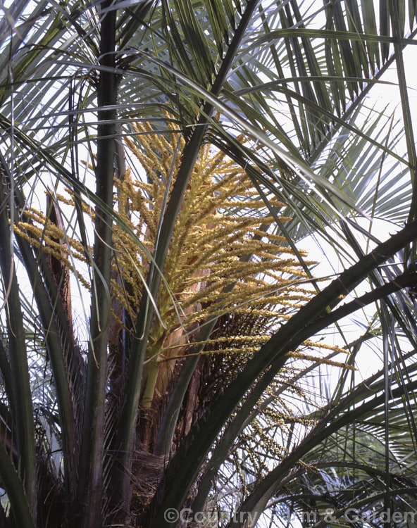 Flowerhead of the Yatay, Wine or Jelly Palm (<i>Butia capitata</i>), a 5-6m tall feather palm from Brazil, Uruguay and Argentina. Its arching blue-grey fronds are a distinctive feature.