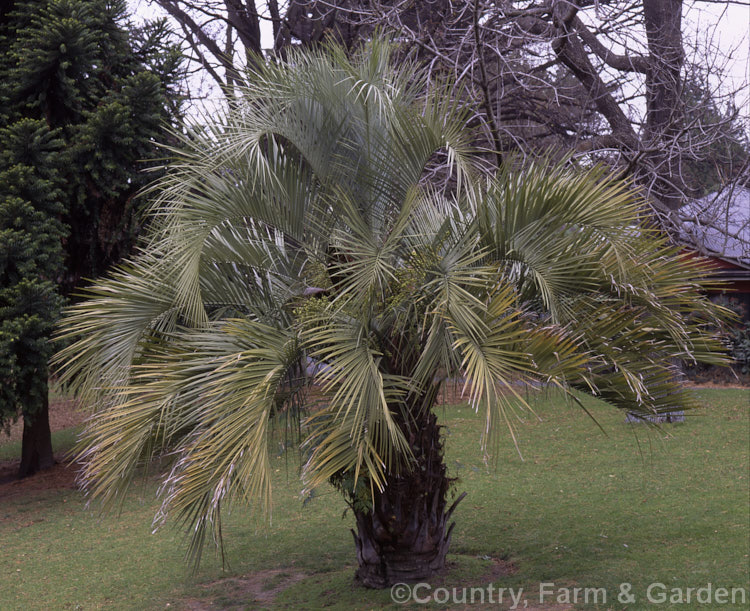 Yatay, Wine or Jelly Palm (<i>Butia capitata</i>), a 5-6m tall feather palm from Brazil, Uruguay and Argentina. Its arching blue-grey fronds are a distinctive feature.