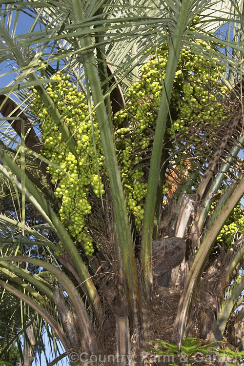 Fruit of the Yatay, Wine or Jelly Palm (<i>Butia capitata</i>), a 5-6m tall feather palm from Brazil, Uruguay and Argentina. Its arching blue-grey fronds are a distinctive feature.