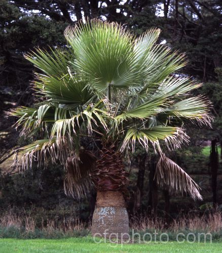 Southern. Washingtonia, Mexican Washingtonia or Skyduster (<i>Washingtonia robusta</i>), a palm native to northwest Mexico. Capable of attaining 25m tall and widely grown as an avenue tree, the example shown here is just starting to develop a trunk. washingtonia-2056htm'>Washingtonia.