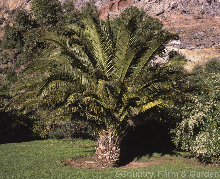 Canary Island Date Palm (<i>Phoenix canariensis</i>), a widely cultivated 20m tall feather palm native to the Canary Islands. The abundant fruit are not edible. Order: Arecales, Family: Arecaceae