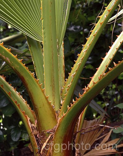 Thorny frond bases of the Californian Cotton. Palm orAmerican. Cotton. Palm (<i>Washingtonia filifera</i>). From the southwestern US and nearby parts of Mexico, this fan palm grows to over 16m tall Its fronds bear thread-like filaments. washingtonia-2056htm'>Washingtonia.