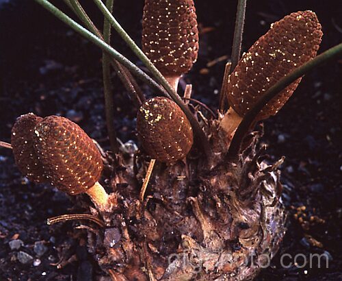 Cones of the Dwarf Florida Arrowroot or Coontie (<i>Zamia pumila subsp. pygmaea</i>), a very compact form of a cycad native to Florida, Cuba and the West Indies. Order: Cycadales, Family: Zamiaceae