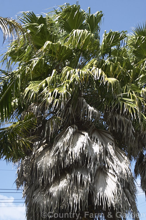 Southern. Washingtonia, Mexican Washingtonia or Skyduster (<i>Washingtonia robusta</i>), a 25m tall palm native to northwest Mexico. It is widely grown as an avenue tree and is shown here developing the thick 'skirt' of dried fronds that characterises its intermediate growth phase. washingtonia-2056htm'>Washingtonia.