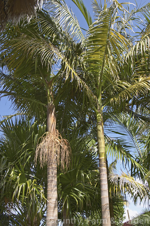 Bangalow. Palm or Piccabeen. Palm (<i>Archontophoenix cunninghamiana</i>), a graceful feather palm to 22m tall, found in eastern Australia from Mackay to Batemans. Bay Order: Arecales, Family: Arecaceae