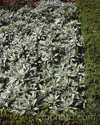 Valerie. Finnis'. Artemisia (<i>Artemisia ludoviciana 'Valerie. Finnis'), a low-growing form of the Western Mugwort or White Sage of western North America. Shown here growing within a border of box hedging. artemisia-2364htm'>Artemisia.