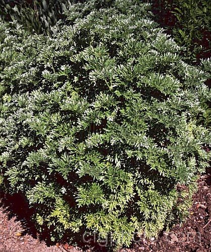 Common Wormwood or Absinthe (<i>Artemisia absinthium</i>), an aromatic, 1m tall perennial native to southern Europe and valued for its silver-grey foliage rather than its insignificant flowerheads. artemisia-2364htm'>Artemisia.