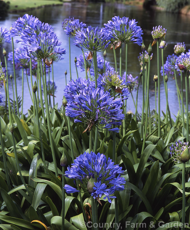 <i>Agapanthus praecox</i>, a fleshy-rooted, summer-flowering perennial native to southern Africa. It has flower stems up to 1.2m tall and soon forms a large foliage clump. Order: Asparagales, Family: Amaryllidaceae