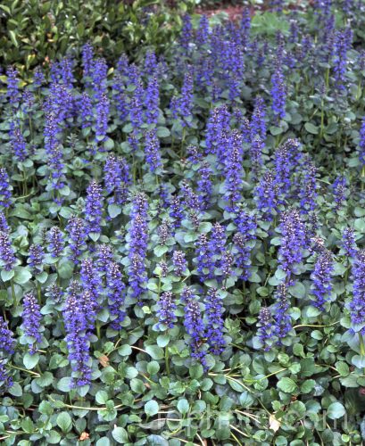 Pyramid. Bugle (<i>Ajuga pyramidalis</i>), an evergreen creeping. European perennial. Similar to the more common. Ajuga reptans, it can be distinguished by its non-stoloniferous stems. ajuga-2272htm'>Ajuga.