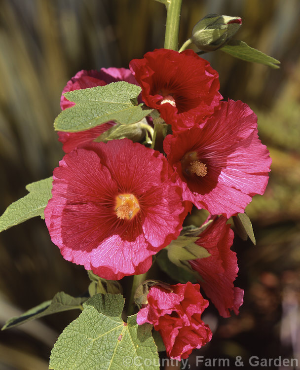 Red-flowered Hollyhock (<i>Alcea rosea [syn. Althaea rosea]), a western Asian biennial or perennial to 3m tall. There are many garden forms. alcea-2169htm'>Alcea.