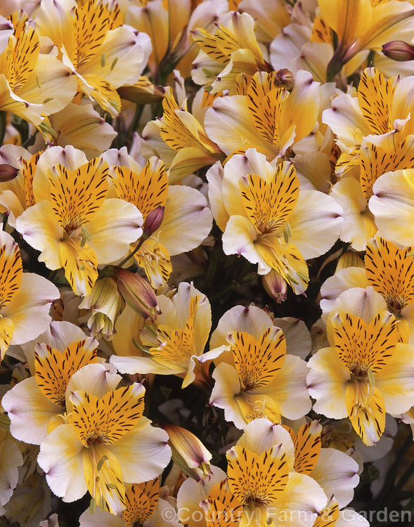 Alstroemeria. Dr. Salter's hybrids 'Walter. Fleming', a light coloured hybrid of a genus of fleshy-rooted. South American perennials that are popular as garden plants and cut flowers. alstroemeria-2321htm'>Alstroemeria.