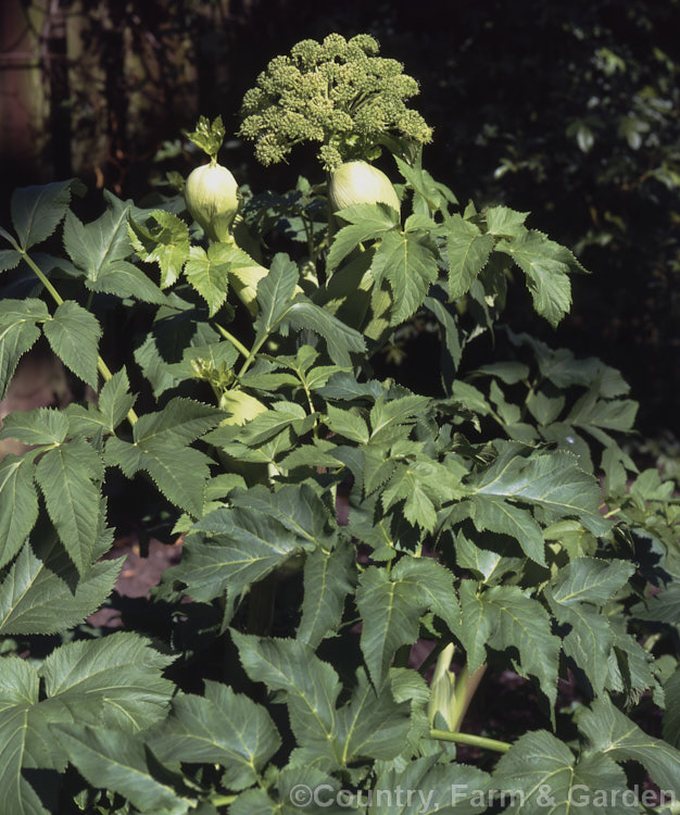 Angelica (<i>Angelica archangelica</i>), an herbaceous perennial found from Greenland through northern and eastern Europe to central Asia. Roots have medicinal uses, and the young stems are often candied