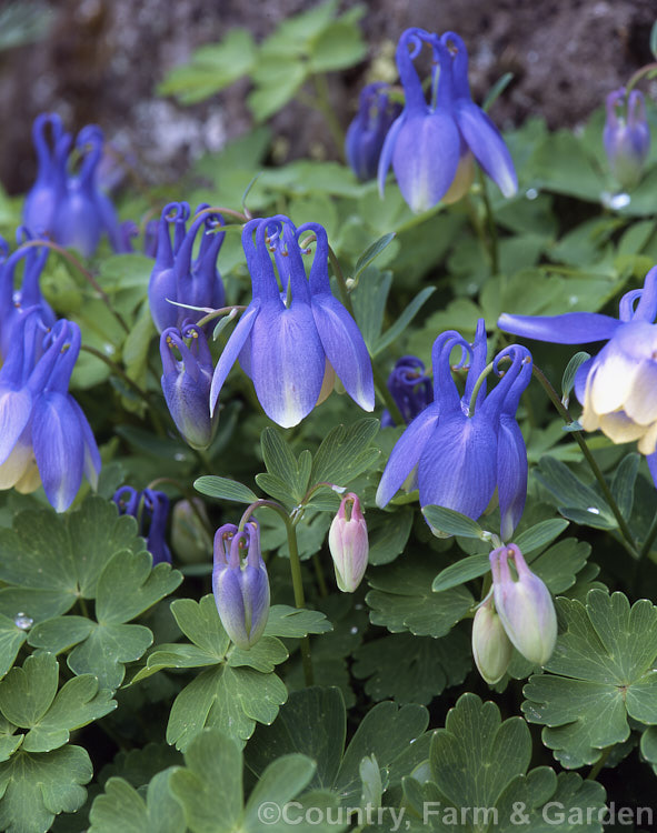 Aquilegia flabellata (syn. Aquilegia akitensis</i>) 'Kurilensis', a very dwarf cultivar, around 10cm high, of a 20 x 50cm tall, spring-flowering perennial native to Japan. A charmingly graceful and delicate plant that is popular for rockeries. Order: Ranunculales, Family: Ranunculaceae