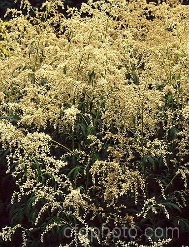 White Mugwort (<i>Artemisia lactiflora</i>), a late summer-flowering Chinese perennial that can grow to 2m tall It heavily toothed and deeply lobed leaves are up to 25cm long. artemisia-2364htm'>Artemisia.