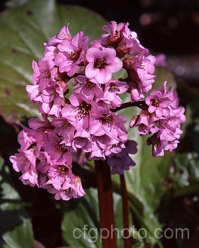 Pigsqueak (<i>Bergenia cordifolia</i>), a hardy perennial native to Siberia. The large leaves are near-evergreen in mild climates. Its flowers, on reddish stems up to 30cm high, open from late winter. The common name comes from the squeals of delight that pigs would give on finding a plant. bergenia-2281htm'>Bergenia. <a href='saxifragaceae-plant-family-photoshtml'>Saxifragaceae</a>.