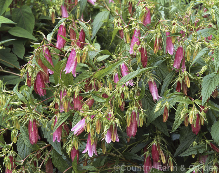 Campanula takesimana 'Elizabeth', a cultivar of the Korean Bellflower, a summer-flowering herbaceous perennial native to Korea 'Elizabeth' is a noticeably upright form. Order: Asterales, Family: Campanulaceae