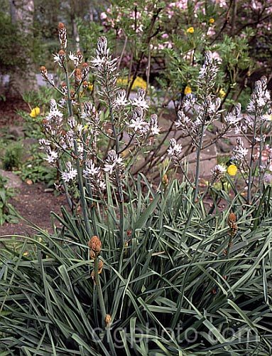 Asphodelus aestivus, a spring- to early summer-flowering perennial native to the Mediterranean region and the Canary Islands. The flower stems can be up to 2m tall asphodelus-2374htm'>Asphodelus.