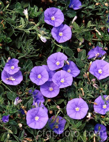 Convolvulus sabatius (syn. Convolvulus mauritanicus</i>), a spreading, summer-flowering groundcover from Italy and northern Africa. Order: Solanales, Family: Convolvulaceae