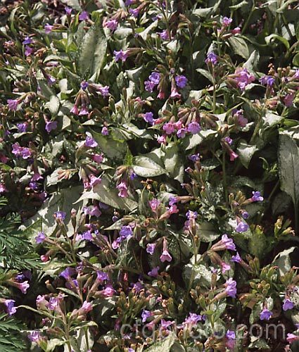 Pulmonaria 'Excalibur', a silver-leafed variegated cultivar with probable. Pulmonaria saccharata (syn. Pulmonaria vallarsae</i>) origins. It forms a neat compact clump that stays low and spreads slowly. pulmonaria-2766htm'>Pulmonaria.