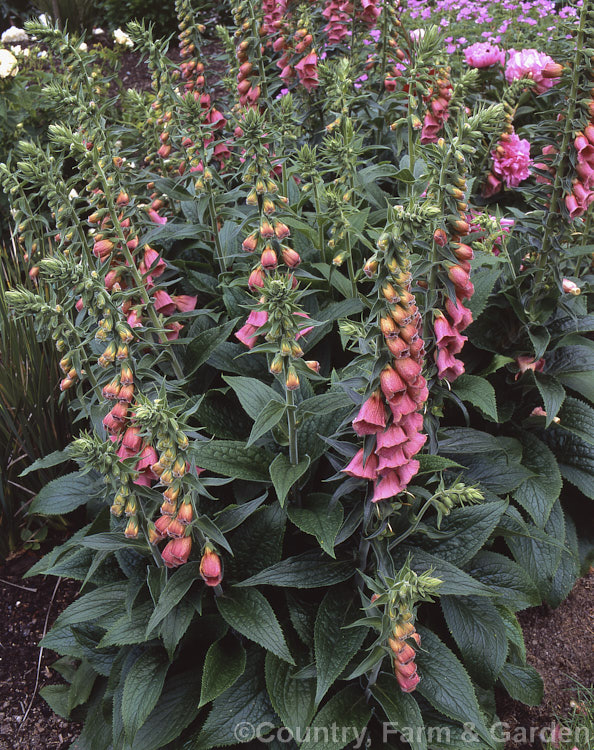 Digitalis x mertonensis, a tetraploid. Digitalis grandiflora x Digitalis purpurea hybrid that reproduces true to type form seed. It is a compact grower with strong lush foliage and large flowers on 50-90cm stems. Order: Lamiales, Family: Plantaginaceae