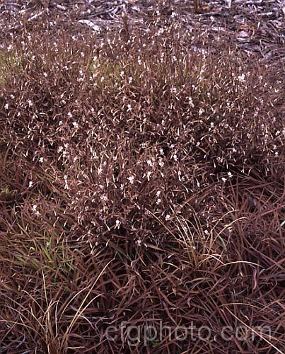 Arthropodium candidum, a grassy, summer-flowering, New Zealand perennial with bronze foliage and sprays of tiny white flowers. arthropodium-2365htm'>Arthropodium.